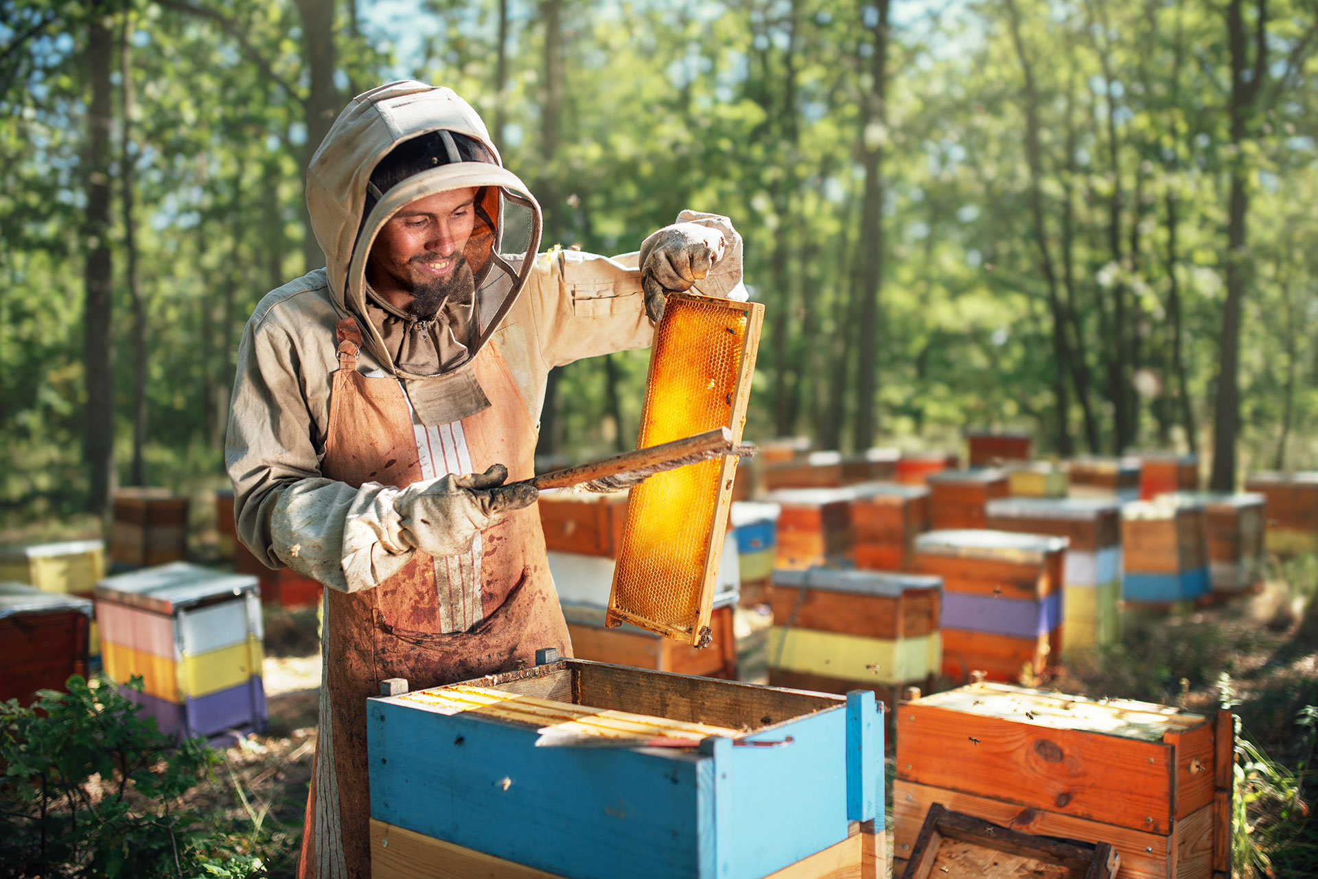 The Sweet Truth: How to Identify Real Honey vs. Fake